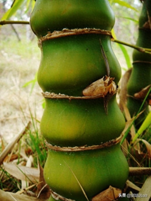 钢结构屋顶浇筑混凝土_钢结构楼板混凝土浇筑_钢结构混凝土楼顶