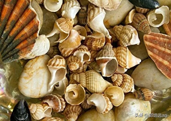 钢结构楼板混凝土浇筑_钢结构屋顶浇筑混凝土_钢结构混凝土楼顶