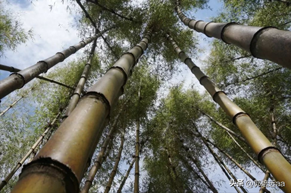 钢结构屋顶浇筑混凝土_钢结构楼板混凝土浇筑_钢结构混凝土楼顶