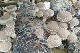 粒收1号玉米种审定公告_大量收购玉米粒的钢结构大棚图片_粒收1号玉米种简介